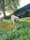 Golden Doodle Puppies for sale in Osgood, IN 47037, USA. price: NA