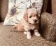 Golden Doodle Puppies for sale in Hubbardston, MA 01452, USA. price: $2,300