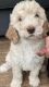 Golden Doodle Puppies for sale in Gainesville, GA, USA. price: NA