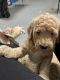 Golden Doodle Puppies for sale in Flagstaff, AZ, USA. price: $1,500