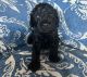 Golden Doodle Puppies for sale in Las Vegas, NV, USA. price: $2,500