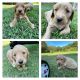 Golden Doodle Puppies for sale in Cumming, GA, USA. price: NA