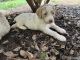 Golden Doodle Puppies for sale in Rockmart, GA 30153, USA. price: $1,500