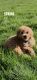 Golden Doodle Puppies for sale in 3251 W Bryn Mawr Ave, Chicago, IL 60659, USA. price: NA