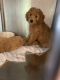 Golden Doodle Puppies for sale in 948 Main St, Fishkill, NY 12524, USA. price: NA