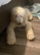 Golden Doodle Puppies for sale in St Cloud, FL, USA. price: $1,800