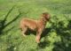 Golden Doodle Puppies for sale in Richmond, UK. price: 700 GBP