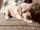 Golden Doodle Puppies for sale in Hubbardston, MA 01452, USA. price: NA