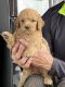 Golden Doodle Puppies for sale in Sidney, OH 45365, USA. price: NA