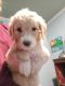 Golden Doodle Puppies for sale in Raleigh, NC 27603, USA. price: NA