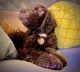 Golden Doodle Puppies for sale in Ahwatukee, Phoenix, AZ, USA. price: $800