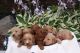 Golden Doodle Puppies for sale in Highland, UT, USA. price: NA