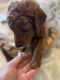 Golden Doodle Puppies for sale in Spokane, WA, USA. price: $950