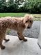 Golden Doodle Puppies for sale in Milford, CT, USA. price: $2,700