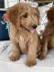 Golden Doodle Puppies for sale in West Liberty, KY 41472, USA. price: NA