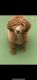 Golden Doodle Puppies for sale in Sterling Heights, MI, USA. price: $1,500