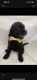 Golden Doodle Puppies for sale in Davenport, FL, USA. price: $1,500