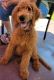 Golden Doodle Puppies for sale in China Grove, NC 28023, USA. price: NA