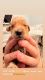 Golden Doodle Puppies for sale in 7391 Reese Rd, Sacramento, CA 95828, USA. price: NA