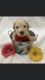 Golden Doodle Puppies for sale in Murray, KY 42071, USA. price: NA