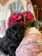 Golden Doodle Puppies for sale in Statesville, NC 28625, USA. price: NA