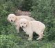 Golden Doodle Puppies for sale in Ava, MO 65608, USA. price: $500