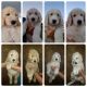 Golden Doodle Puppies for sale in Lehigh Acres, FL, USA. price: $1,000