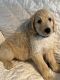 Golden Doodle Puppies for sale in Palm Beach County, FL, USA. price: $1,800