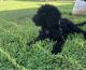 Golden Doodle Puppies for sale in Madison, MS 39110, USA. price: $1,000