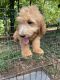 Golden Doodle Puppies for sale in Mt Airy, NC 27030, USA. price: $800