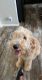 Golden Doodle Puppies for sale in Greenwood, IN 46143, USA. price: $250