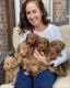 Golden Doodle Puppies for sale in Virginia Beach, VA, USA. price: $600