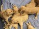 Golden Doodle Puppies for sale in Warwick, RI, USA. price: $1,800