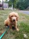 Golden Doodle Puppies for sale in Hopkinton, MA, USA. price: $1,200