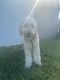Golden Doodle Puppies for sale in Eustis, FL, USA. price: NA