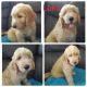 Golden Doodle Puppies for sale in Lehigh Acres, FL, USA. price: $750
