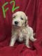 Golden Doodle Puppies for sale in Jesup, GA 31546, USA. price: NA