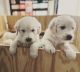 Golden Doodle Puppies for sale in Coventry, RI 02816, USA. price: NA