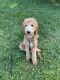 Golden Doodle Puppies for sale in Lancaster, PA, USA. price: $500