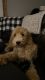 Golden Doodle Puppies for sale in Cynthiana, KY 41031, USA. price: $50,000