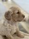 Golden Doodle Puppies for sale in Phoenix, AZ, USA. price: $2,500