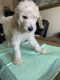 Golden Doodle Puppies for sale in Cottonwood, CA 96022, USA. price: $10,001,500