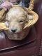 Golden Doodle Puppies for sale in Mesquite, NV, USA. price: $800