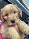 Golden Doodle Puppies for sale in Vicksburg, MI 49097, USA. price: NA