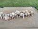Golden Doodle Puppies for sale in Williamston, SC, USA. price: NA