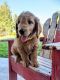 Golden Doodle Puppies for sale in Idaho Falls, ID, USA. price: NA