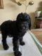 Golden Doodle Puppies for sale in Cottonwood, CA 96022, USA. price: $1,300