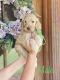 Golden Doodle Puppies for sale in Pineville, LA, USA. price: NA