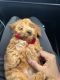 Golden Doodle Puppies for sale in Winter Garden, FL 34787, USA. price: NA