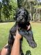 Golden Doodle Puppies for sale in Jasper, GA, USA. price: NA